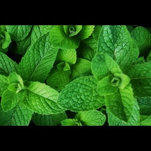 Meet your Posher, Nina